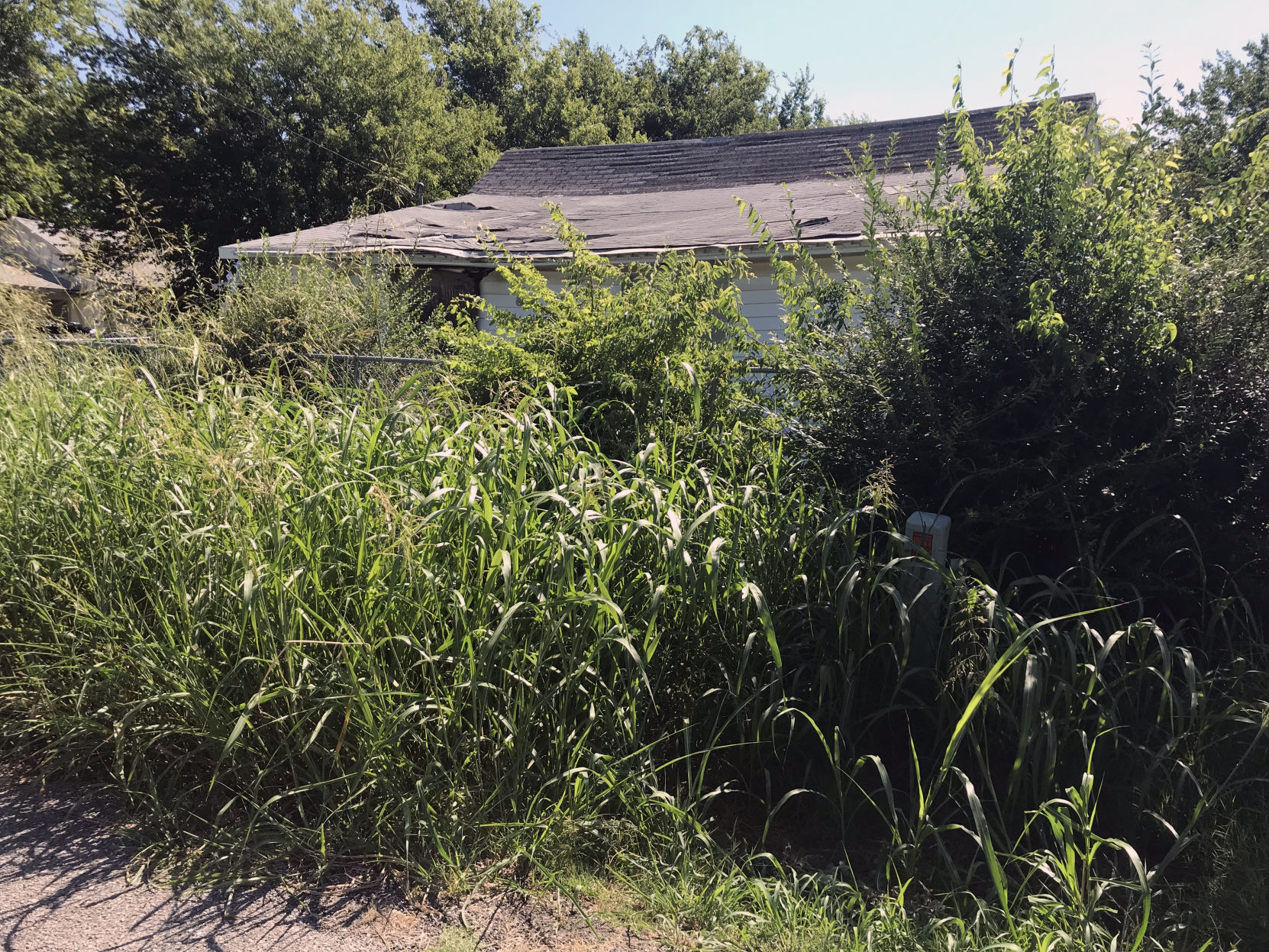 Celina High Grass 1.jpg